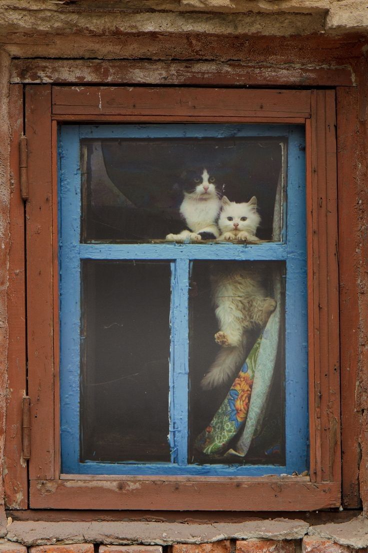 a couple of cats sitting in a window